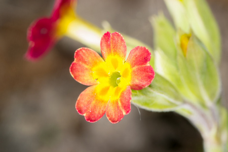 小花花