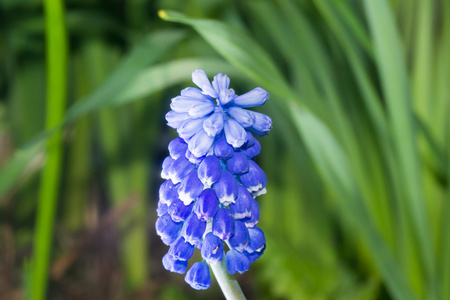 小花花