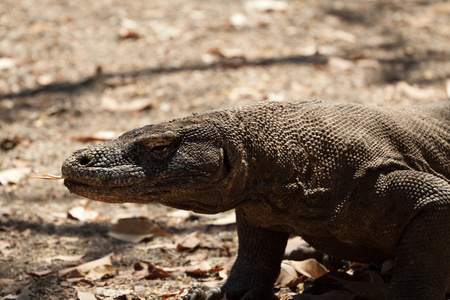 科莫多龙，说一下，，单蜥蜴地上，印度尼西亚