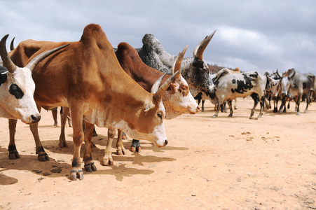 市场的牛和水牛 s.马达加斯加照片