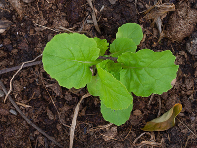 正在生长的蔬菜上海青图片