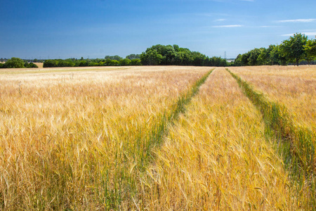 beautifuls 领域成熟小麦, countiside 如果丹麦