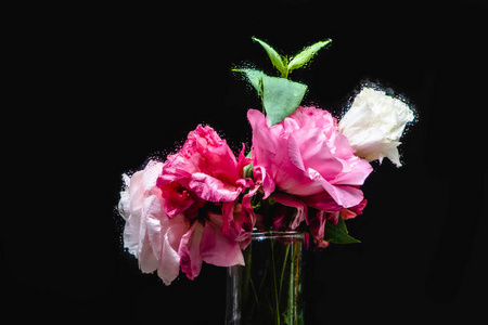 黑色透明花瓶中美丽的湿粉色和白色洋花特写视图