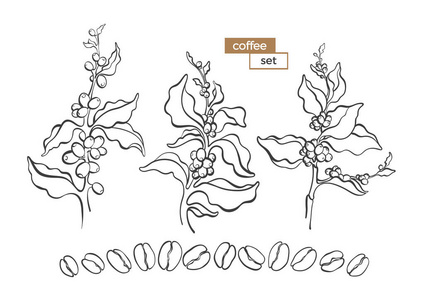 矢量集天然咖啡树,灌木,树枝,叶子,豆子.自然艺术线条设计.