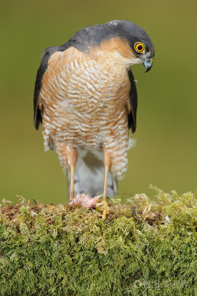 野生雄性欧亚麻雀鹰(accipternisus). 它在拔地而起