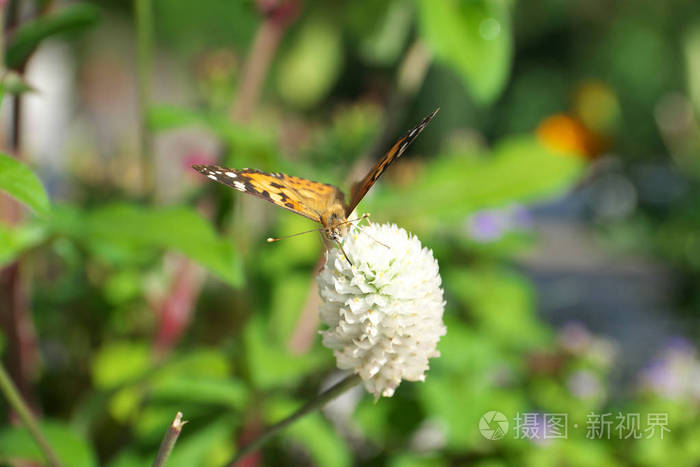 日本东京2018年8月15日 小铜Lycaena phlaeas正在东京摘白三叶草花的花蜜