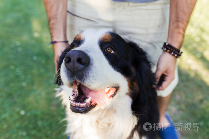 一只大狗的特写