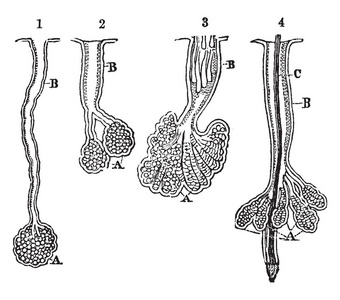 这个插图代表油腺体和管道, 复古线画或雕刻插图