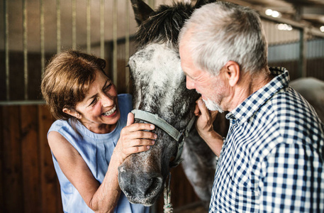 一对年长夫妇在马厩里抚摸一匹马的特写
