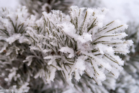 杉木树针上的积雪关闭了