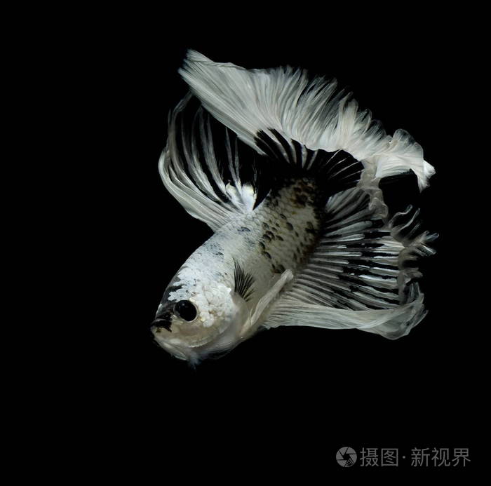 暹罗格斗鱼, 黑色背景, betta 芨芨草, betta 鱼, 半月湾 betta