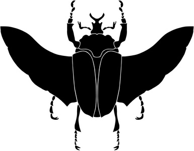 充满异国情调的甲虫剪影照片