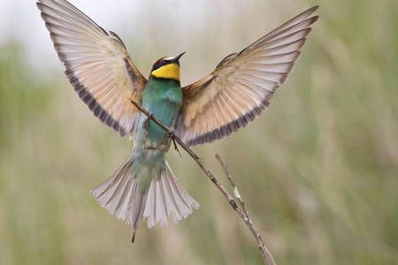 蜜蜂食鸟, Merops apiaster 坐在树枝上举起翅膀