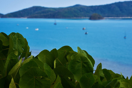 绿色热带植物在模糊的蔚蓝海洋水背景与游艇和海岸线。模糊美丽的自然。异国情调的度假天堂。暑假和商务旅行概念