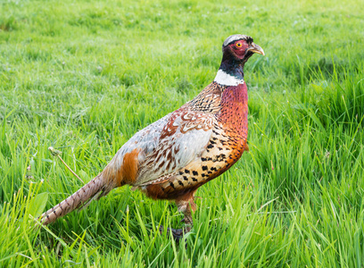 猎人墨盒带在户外的草雉照片