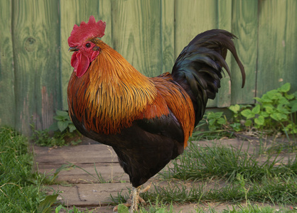 腿穿梭公鸡和网拍选择性聚焦大公鸡农场,羽冠上有一簇羽毛装饰公鸡,有