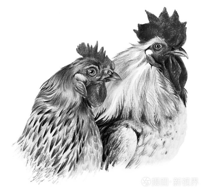 图形的绘图.白色背景上的公鸡和母鸡