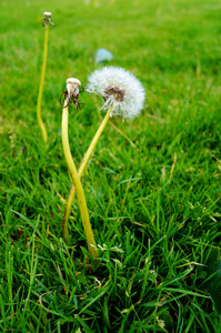 在公园的 dandelion