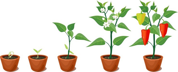 黄辣椒生长图片