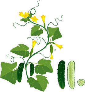 黄瓜生长在葡萄藤上花黄瓜藤幼果种植黄瓜-黄瓜藤上