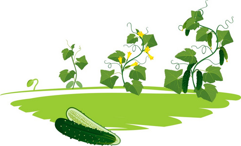 黄瓜植株生长周期照片