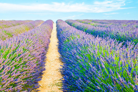 美丽的薰衣草田野在 Valensole, 普罗旺斯, 法国的日落田野