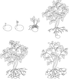 土豆发芽简笔画图片图片