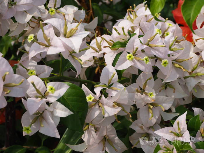 公园里的白叶子植物