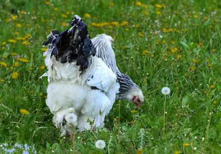 一只非常大的梵天鸡, 头上有一把红梳子, 黑色和白色的颜色在多汁的绿草的背景下放牧。