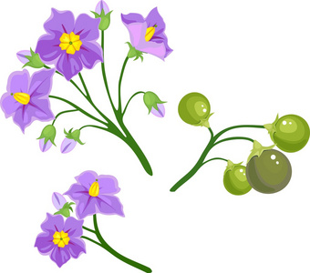 鲜花和土豆植物的果实图片
