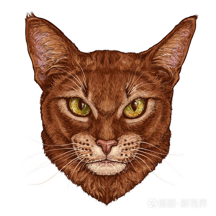 手绘逼真的阿比西尼亚猫肖像.在白色上隔离的矢量插图