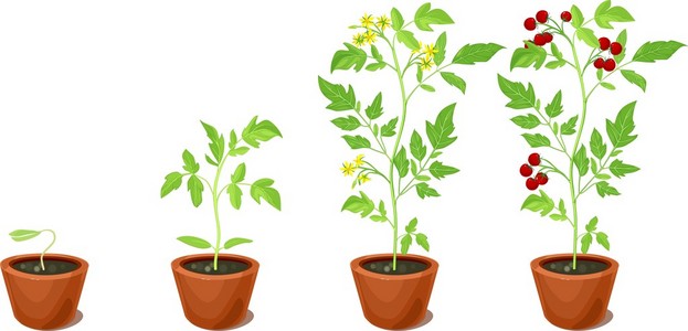 樱桃番茄生长阶段照片