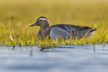 在湿地中男性 garganey 鸭