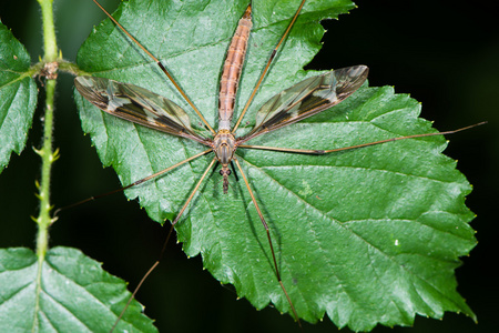 tipula 最大的起重机从上面