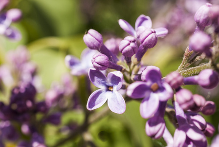 丁香花灌木