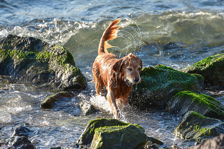 猎犬在海里玩耍