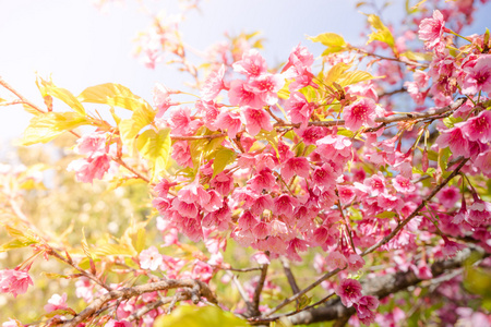 樱花或樱花花上自然背景