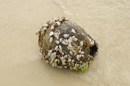 鹅藤壶或鹅颈藤壶生长在椰子照片