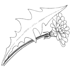 蒲公英的野花在矢量风格中被孤立。植物全名 蒲公英。背景纹理包装图案框架或边框的矢量花