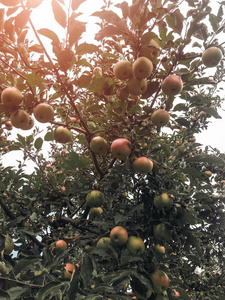 苹果在夏天成熟于树上。有机食品。样式顶部视图组对象