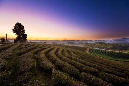 在泰国清莱茶种植园景观观日出日落