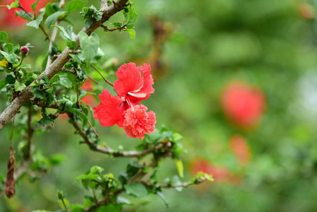 美丽的花园花朵。五颜六色的花朵带有抽象的光和散景的背景。春季正规花园。美丽的五颜六色的花朵花园