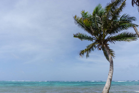 椰子棕榈与加勒比海