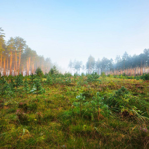 拉脱维亚落叶林中的大雾日出图片