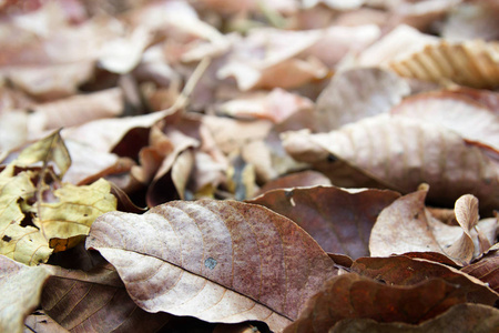 秋季落叶在森林地板上的干燥背景