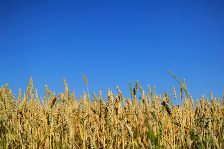 小麦和太阳领域