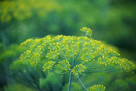 莳萝花特写