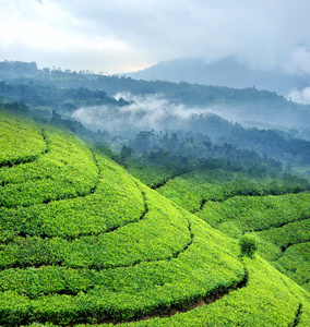 茶种植园高地