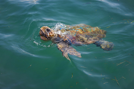 海龟在大海中