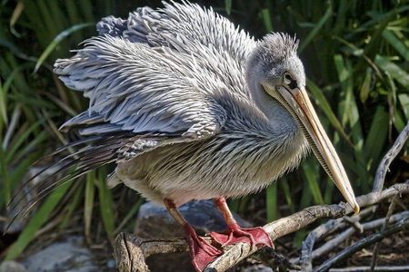 达尔马提亚鹈鹕, Pelecanus 基利司布, 松松的翅膀